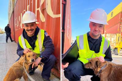 Dog, Trapped In A Shipping Container For 8 Days With No Food, Rescued By Guards