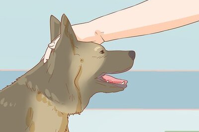 How to Artificially Inseminate a Dog