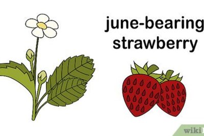 How to Buy a Strawberry Plant