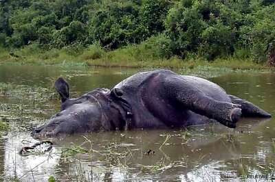 Assam: Another rhino shot dead, toll reaches 15