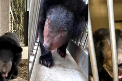 Vantara Success Story: Treatment for Malnourishment of Rescued Asiatic Black Bears