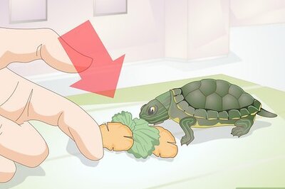 How to Feed a Baby Turtle