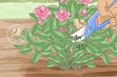 How to Prune Flowers