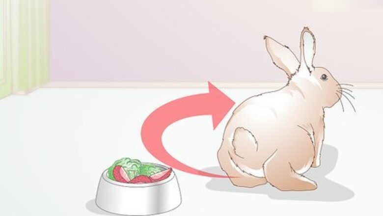 How to Treat Dental Problems in Rabbits