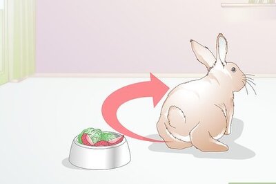 How to Treat Dental Problems in Rabbits