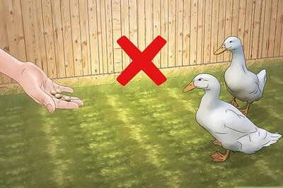 How to Keep Ducks Out of a Pool