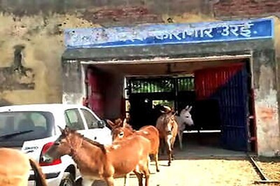 Donkeys Spend Four Days Behind Bars in UP for Eating 'Costly' Plants