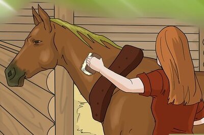 How to Take a Horse's Vital Signs