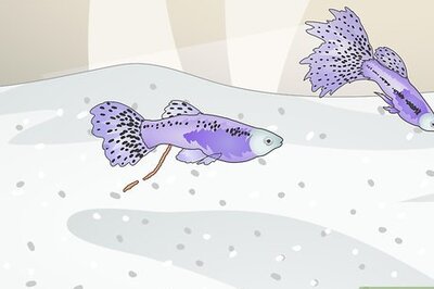 How to Take Care of Your Fish