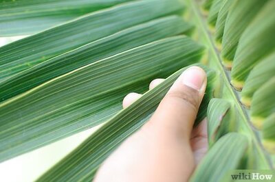 How to Make a Palm Frond Cross