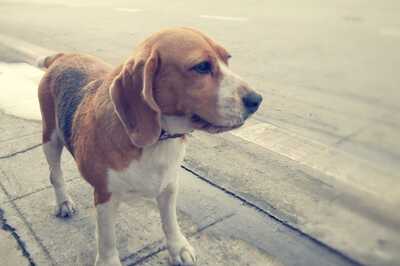 Live Orchestra, Garba, But Zero Covid Protocols: Pet Dog's Birthday Bash Lands 3 in Lock-up in Ahmedabad