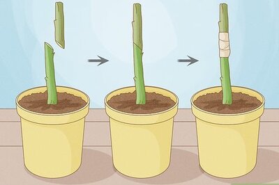 How to Grow Delicious Avocados at Home Through Grafting