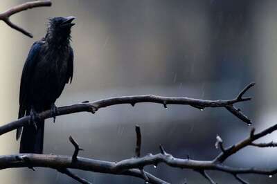 Bird Flu Scare: 24 Crows Found Dead in Jasola Park, 10 Ducks Die at Sanjay Lake in Delhi