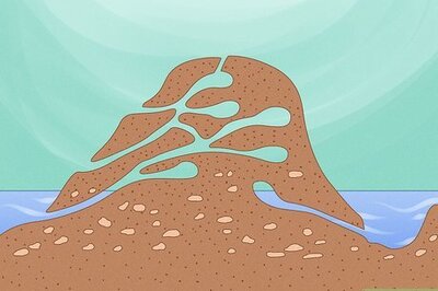 How to Get Rid of Muskrats