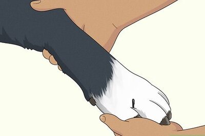 How to Treat Lameness in Dogs