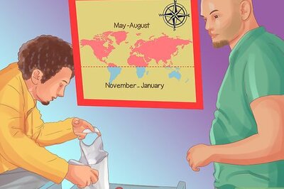 How to Select and Store Apricots