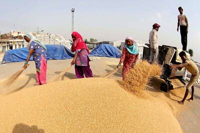 Govt Hikes Wheat MSP by Rs 85 Per Quintal; Pulses Up to Rs 325/qtl
