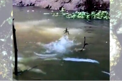 'Jesus' Lizard 'Walking' On Water is Simple Physics at Work, IFS Officer Shares Video