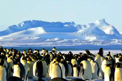 Giant Iceberg On Course To Collide With South Atlantic Penguin Colony Island