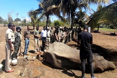 'Such Compassion Is Commendable': PM Modi Praises Staff Who Saved Electrocuted Elephant In Karnataka