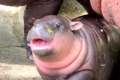 Watch: 2-Month-Old Baby Hippo Is Melting Hearts With Its Cute Antics