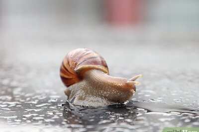 How to Keep a Pet Land Snail
