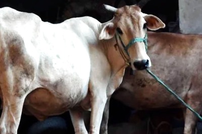Lumpy Disease: UP Govt Bans Cattle Trade with 4 States; Restricts Movement of Animals in Some Dists