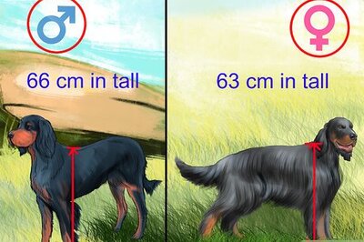 How to Identify a Gordon Setter