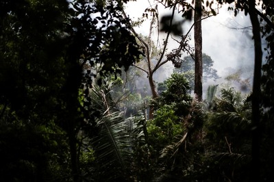 Tens of Thousands of Fires are Pushing the Amazon to a Tipping Point
