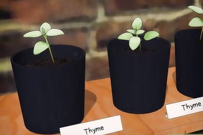 How to Grow Thyme