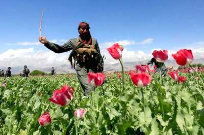Guns and Roses: Afghan Farmers Enjoy Sweet Smell of Success