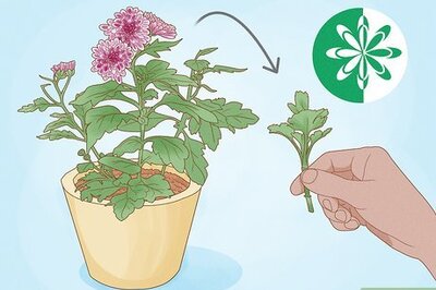 How to Root Chrysanthemum Cuttings
