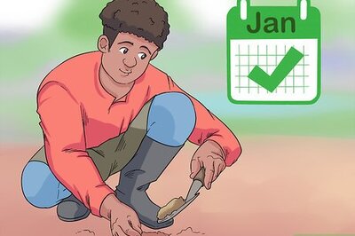 How to Grow Delphinium