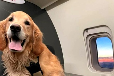Turkish Airlines Upgrades Rescue Dogs From Cargo To First Class To Honour Their Service
