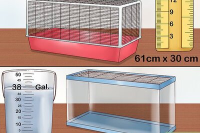 How to Keep Pet Mice Safe around Children