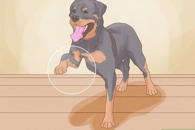 How to Watch a Dog for Stiff or Limp Movements