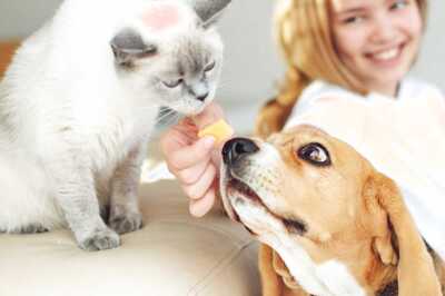 International Cat Day 2021: Dogs vs Cats Debate: A Temporary Trivia or An Everlasting Enigma?