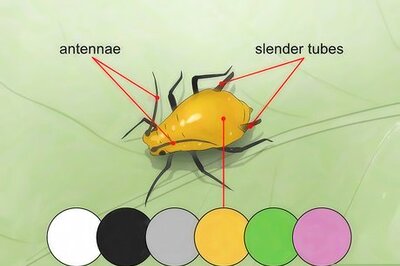 How to Get Rid of Aphids