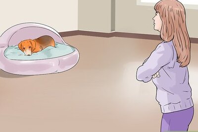 How to Bond with a Shy Dog