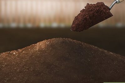 How to Grow Lettuce in a Pot