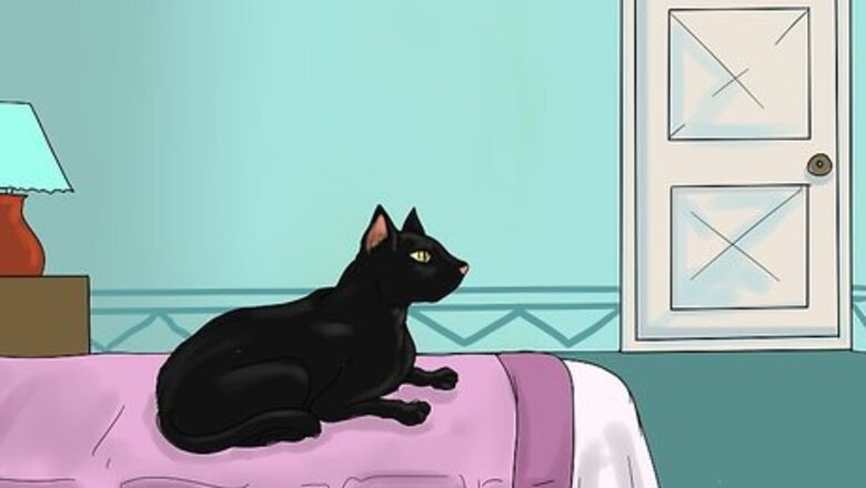 How to Teach Cats to Like Dogs