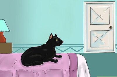 How to Teach Cats to Like Dogs