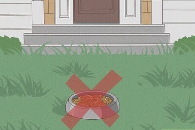 How to Keep Stray Dogs Away from Backyard