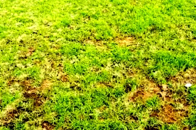 Can You Spot A Snake In This Optical Illusion? You've 9 Seconds