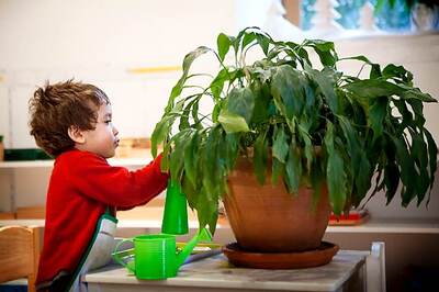 Spend Some Time In Garden For Good Health, Mental Wellbeing