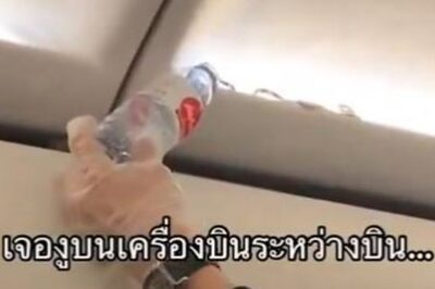 Watch | Passengers Flying to Bangkok Find Live Snake in Overhead Luggage Bin of AirAsia Flight