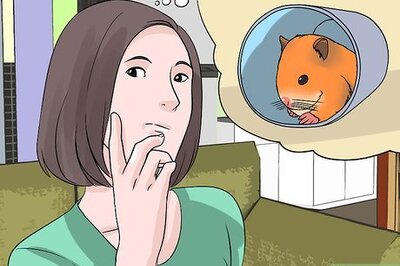 How to Find a Lost Hamster