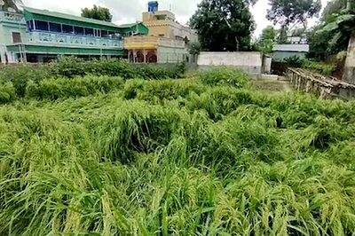 West Bengal Couple Grows Paddy in Garden Without Using Pesticide and Fertilizers