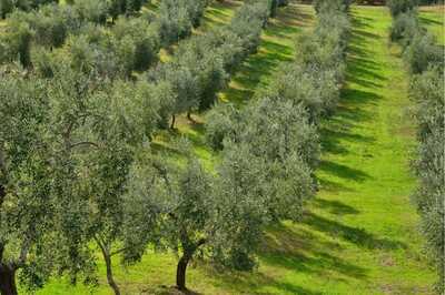 Italy Tourism Could be Hit as Deadly Bacteria Plagues Millions of Olive Trees