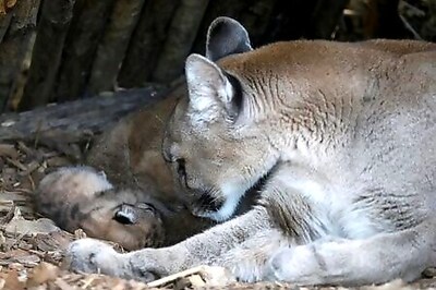 Not One, Not Two, But Three! Paris Zoo Enjoys Rare Baby Boom